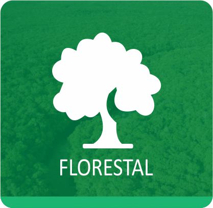 Logo Servico Florestal
